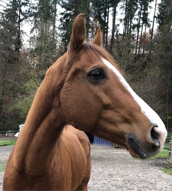Pferdekopf, von der Seite, in der Natur.